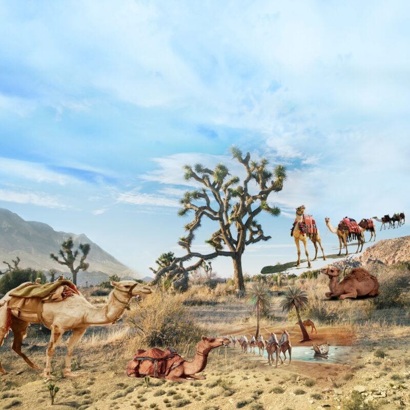 Desert Camels Oasis HD Wallpaper free download