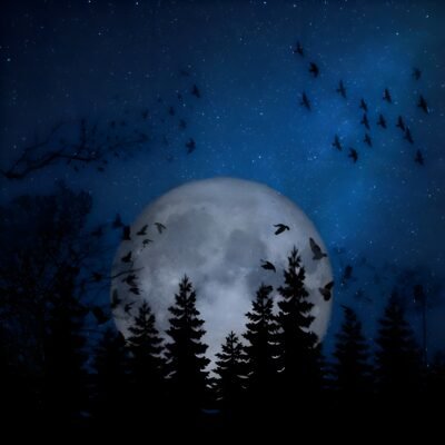 Full Moon Night Forest HD Wallpaper