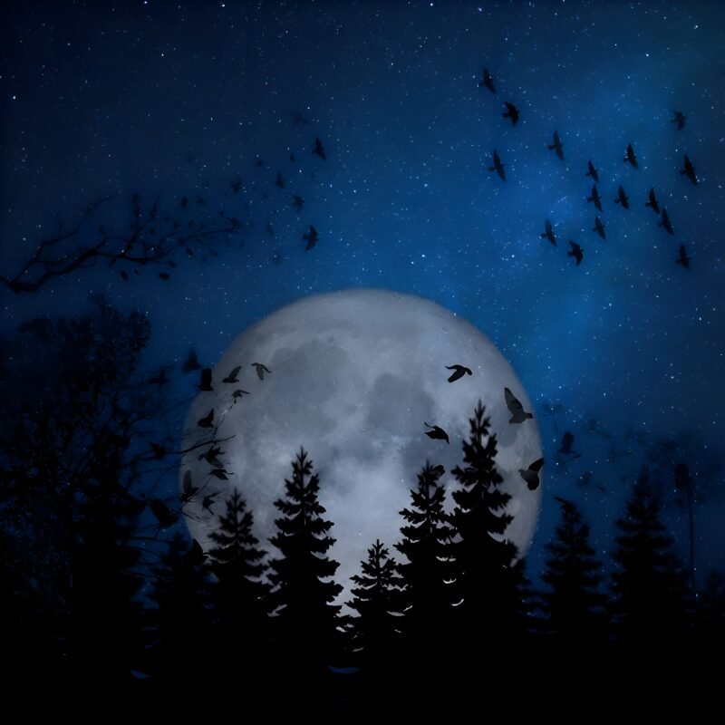 Full Moon Night Forest HD wallpaper free download