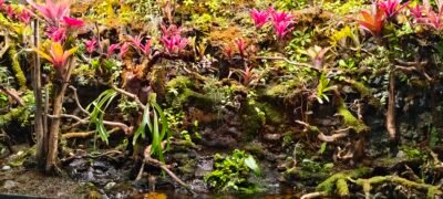 Desktop Wallpaper HD Tropical Forest Moss Ferns