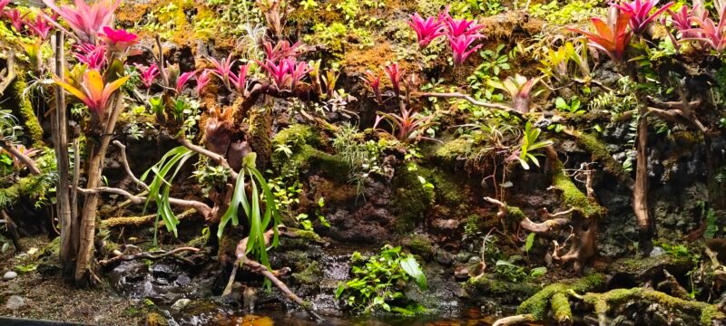 Tropical Forest Moss Ferns HD wallpaper free download